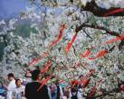 第二十八届北京平谷国际桃花节启幕 湖畔耕读园4月10日起免费开放