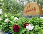 2026 北京牡丹赏花全攻略｜超大花海三选一，不挤景山也能看国色天香