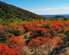 北京一3A景点走红，是北京最大的森林公园，美丽秋景，仿佛置身于油画之中
